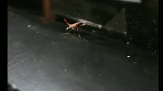 Breakdancing bug #insects #dancing #nature #shorts by NaturePOV 20 views 9 months ago 14 seconds