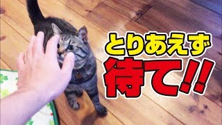 底なし胃袋の猫さんに一日中粘着されたった