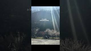 Download Lagu Plum blossoms begin blooming in spring MP3 Download Lagu Plum blossoms begin blooming in spring MP3