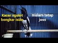 Kacer ngotot bongkar isian, buat Kacer lain respon narung emosi.malam tetap Joss!