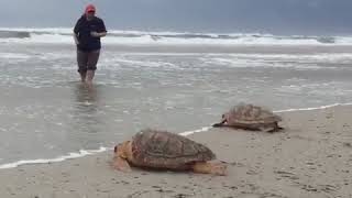 New England biologists return endangered turtles to ocean