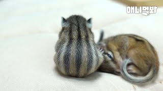 (※클릭 주의) 누르는 순간 심장 폭격하는 다람쥐뢰..ㅣSeptuplets Chipmunk.. Parents On Parenting Strike