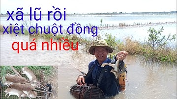 nước lũ về đồng lúa. xiệt chuột đồng quá nhiều chuột ếch bự quá ngon. miền tây sông nước lũ