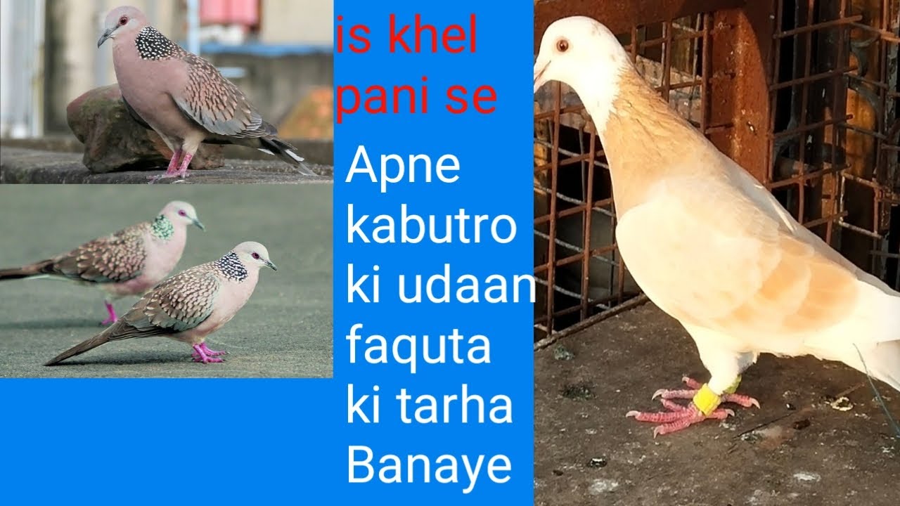 faquta ki tarha ude ga  is khel pani se। फकता की तरह उड़े गा कबूतर इस  पानी से।#Rajufighteramroha,