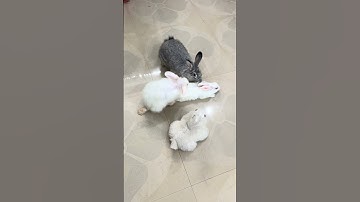 Rabbit quick mating 🐰🐰#rabbit #mating #pets #bunny #shorts
