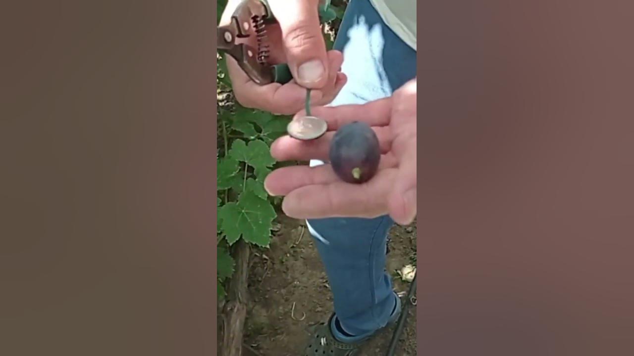 Виноград ПОСЛАННИК - супер ягода - YouTube