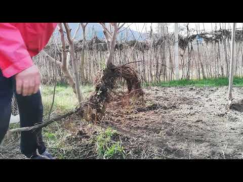 Видео: Подрязване на смокинови дървета - Кога мога да подрязвам смокиновото си дърво в контейнера