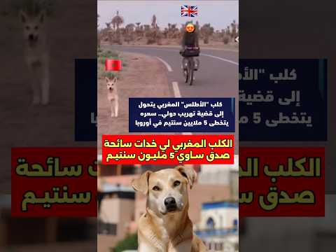 الكلب المغربي المشهور لي خدات سائحة صدق ساوي 5 مليون كلب مغربي سائحة تربية