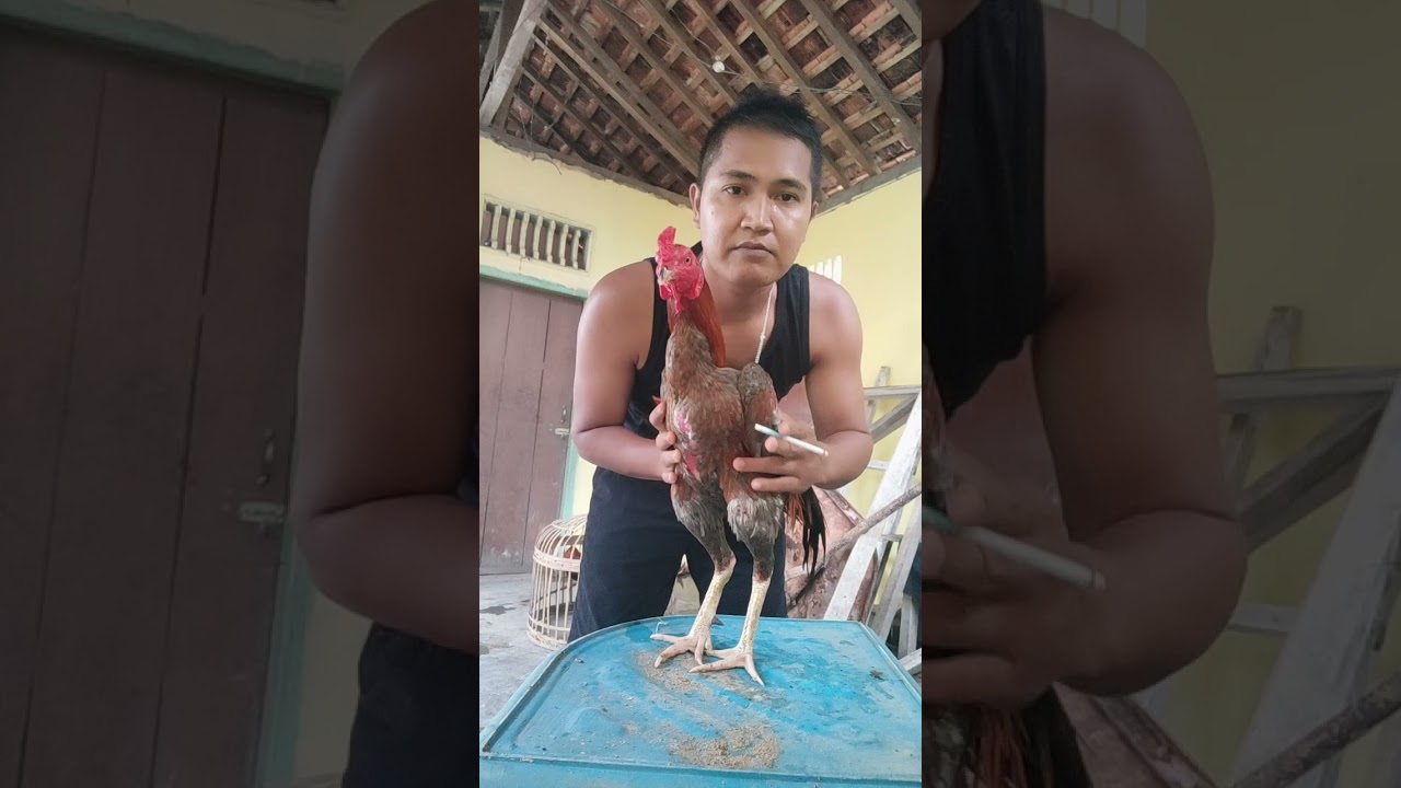 SALAM 1HOBI.. AYAM SUPER JALU FRam Zahra RIBOWo.🐔🐔🐔🐔🐔👍👍👍