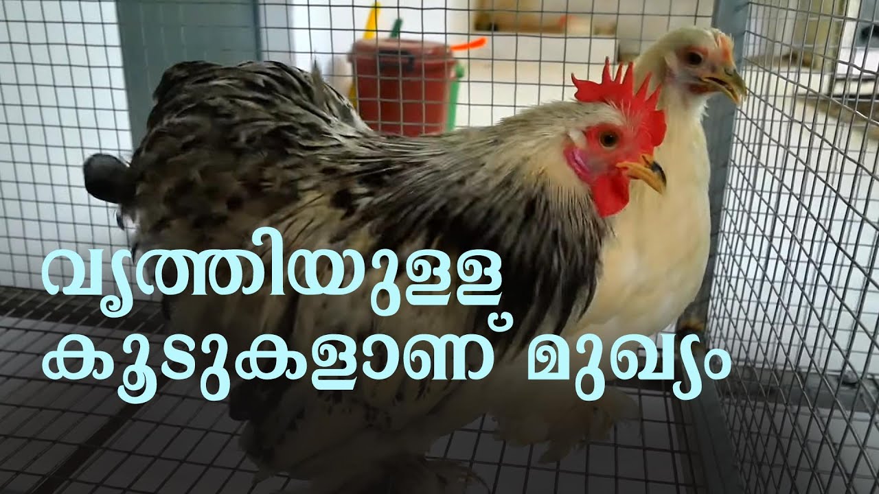 ഫാന്‍സി കോഴികളുടെ പരിചരണം | Fancy Hen Breeding | Poultry Farming