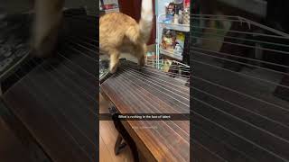 Funny Pets | 2024😂 Funny Dogs And Funny Cats Videos 🐱 🐕 😄 #62
