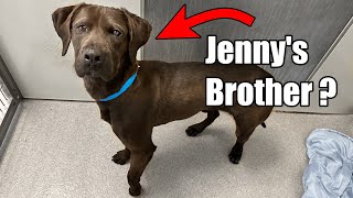 Jenny the Chocolate Lab gets Adopted!  And I discovered something I wasn't expecting