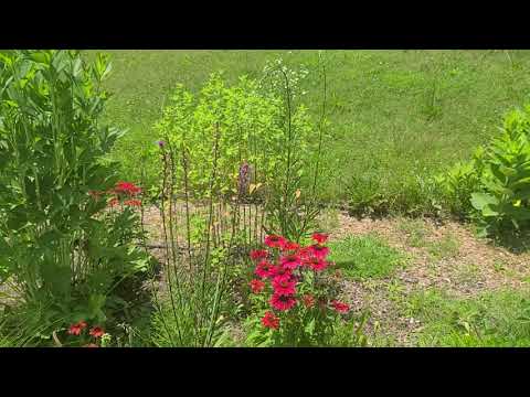 Pollinator Palooza at Terra Centre Elementary School's Monarch Waystation