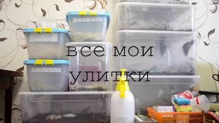 Показала ВСЕХ улиток? / ВСЯ КОЛЛЕКЦИЯ