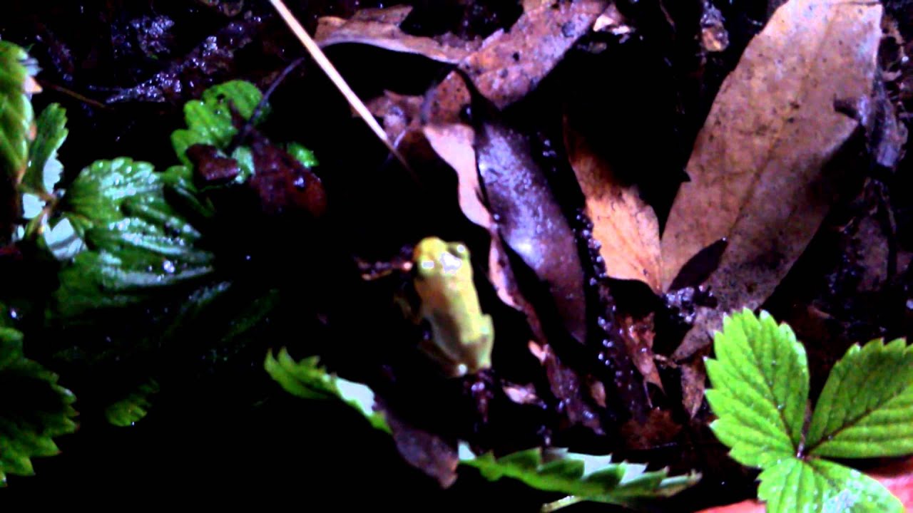 エサ不足の解消方 ベランダで飼育のアマガエルに虫を安定して与える方法 Youtube