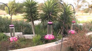 30 minutes! 3 Hummingbird Feeders Before Sunset! (in HD)