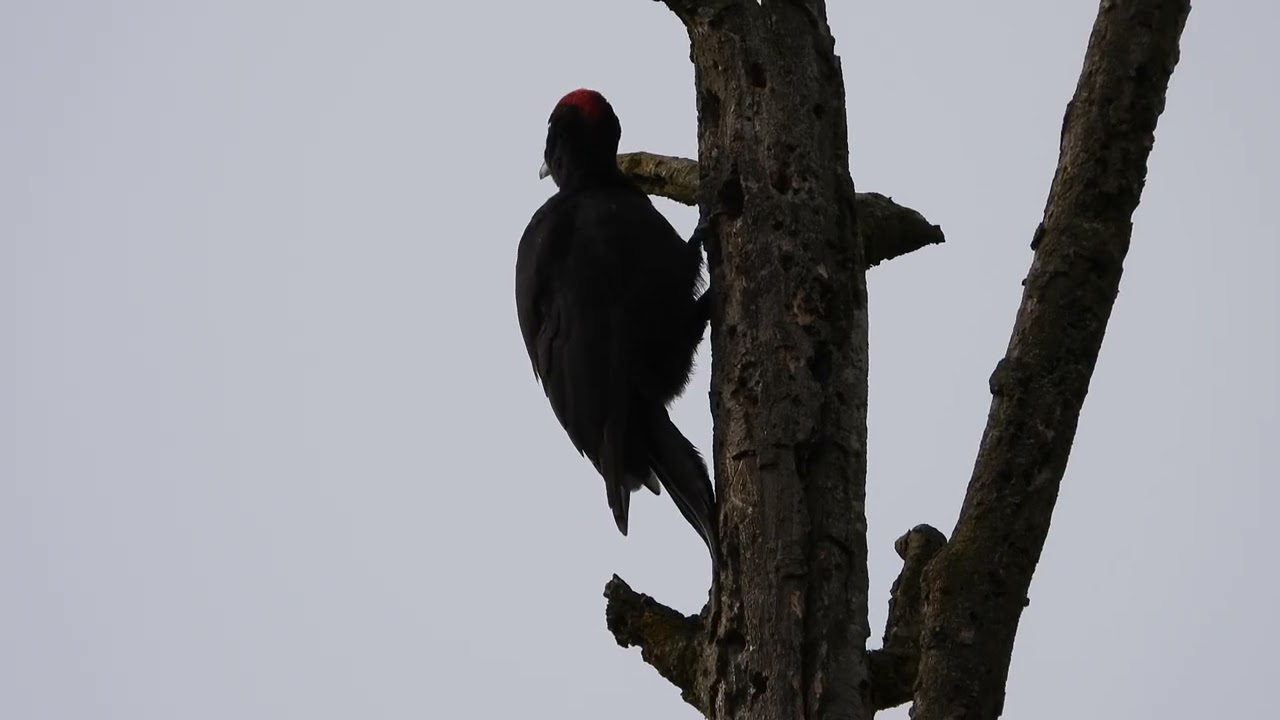 Der Ruf und das Trommeln des Schwarzspecht.