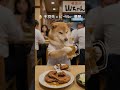 【名古屋出張】仕事のはずが…グルメで「優勝」しすぎて新幹線で爆睡する柴犬店長🐶🍱 #柴犬 #コンビニ #shibainu