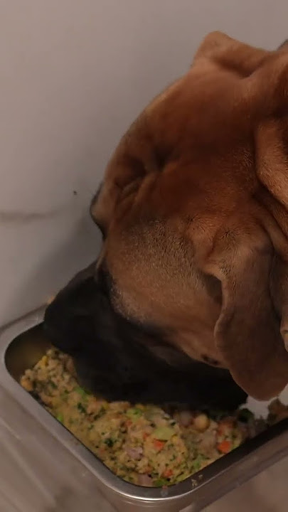 Shannon Sharpe Finally Reveals His Dogs | CLUB SHAY SHAY