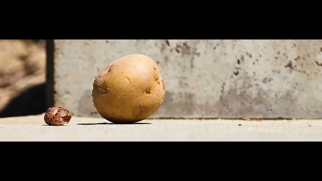 Team Video Art Project - "Growth"