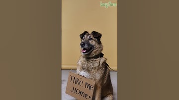 6 ĐIỀU NÊN KHẮC CỐT GHI TÂM - Lazy Farm #shorts