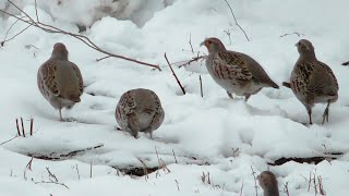 Серая куропатка ( Perdix perdix )