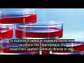 Cadmium Exposure Impairs Production of Neurons Responsible for Learning and Memory