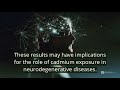 Cadmium Exposure Impairs Production of Neurons Responsible for Learning and Memory