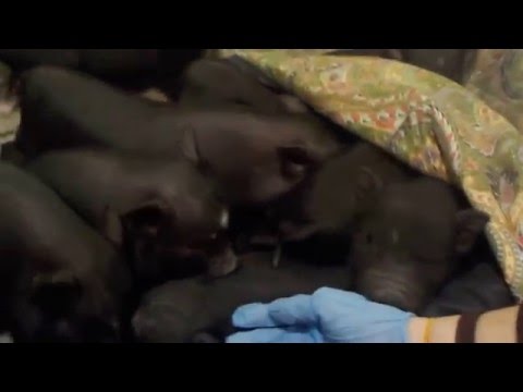 Video: Más De 458 Cerdos Barrigones Disponibles Para Adopción Después De Acaparar El Rescate