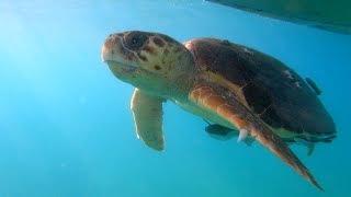 Belize Snorkeling - Loggerhead Sea Turtles, Eagle Rays, Stingrays, Tropical Fish