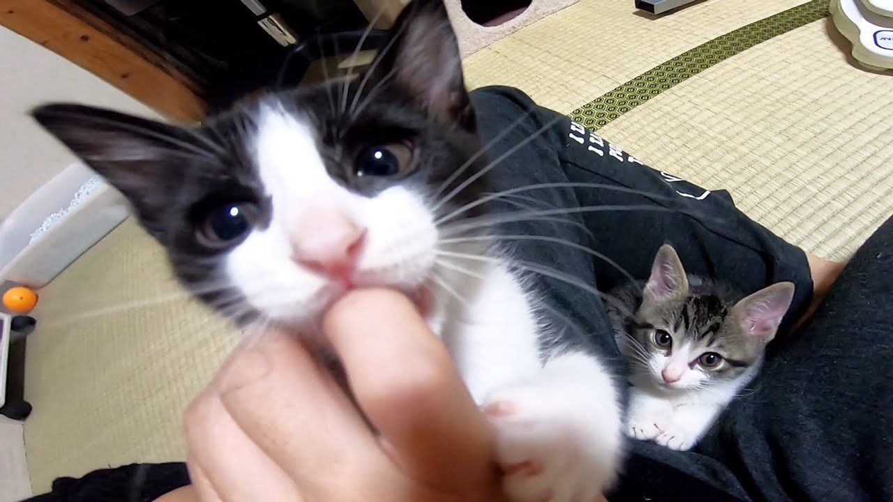 指舐め子猫と眠り猫【赤ちゃん猫】【保護猫】 YouTube