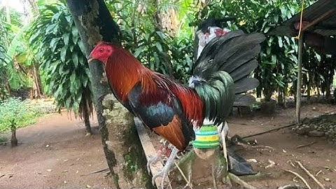 ALL ABOUT HATCH WARRIORS