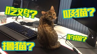 近距离接触网红up的猫！是什么让你这么帅？网红的光环吗？ by  Milk Group Zi 21 views 3 months ago 6 minutes, 3 seconds