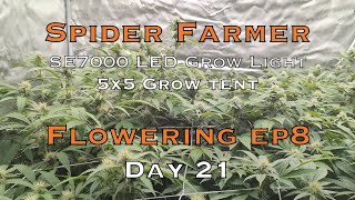Day 21 Flower LED Spider Farmer SE7000 Is Killing it, My Job is Done, PK Boost, How Many Plants?