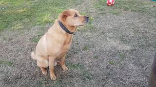 Dog eating roasted chestnuts