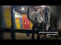 Save Okha the Elephant from Solitary Confinement!