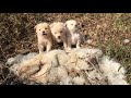 The three puppies lost their mother for many days in the woods