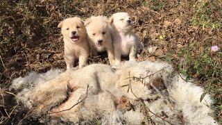 The three puppies lost their mother for many days in the woods