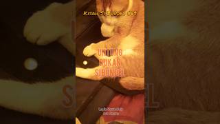 Download Lagu YOKATTA LAGI? | KISAH SI BUNDEL (KSBL) #69 | #bundel #kucing #kisah #aneh MP3