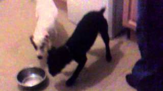 Patterdale And Jackrussel