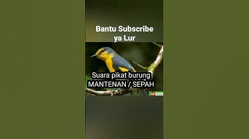 suara pikat mantenan vs jingjing batu