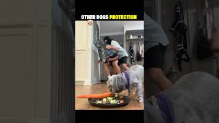 Other Dogs Protection Vs Last One