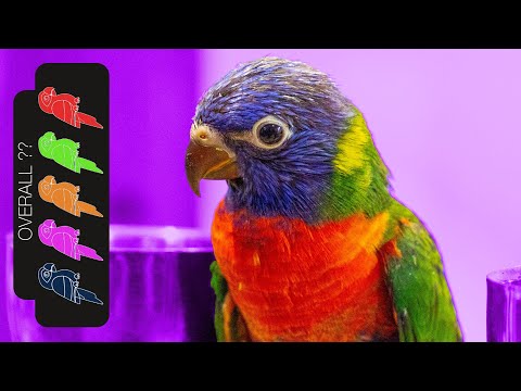 Wideo: Czy lorysa tęczowa to papuga?