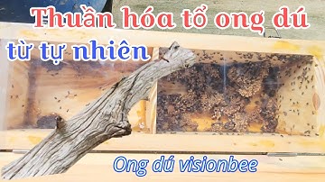 Thuần hóa tổ ong dú từ tổ nguyên bản bằng kỹ thuật sang thùng tổ ong dú | Ong dú Visionbee