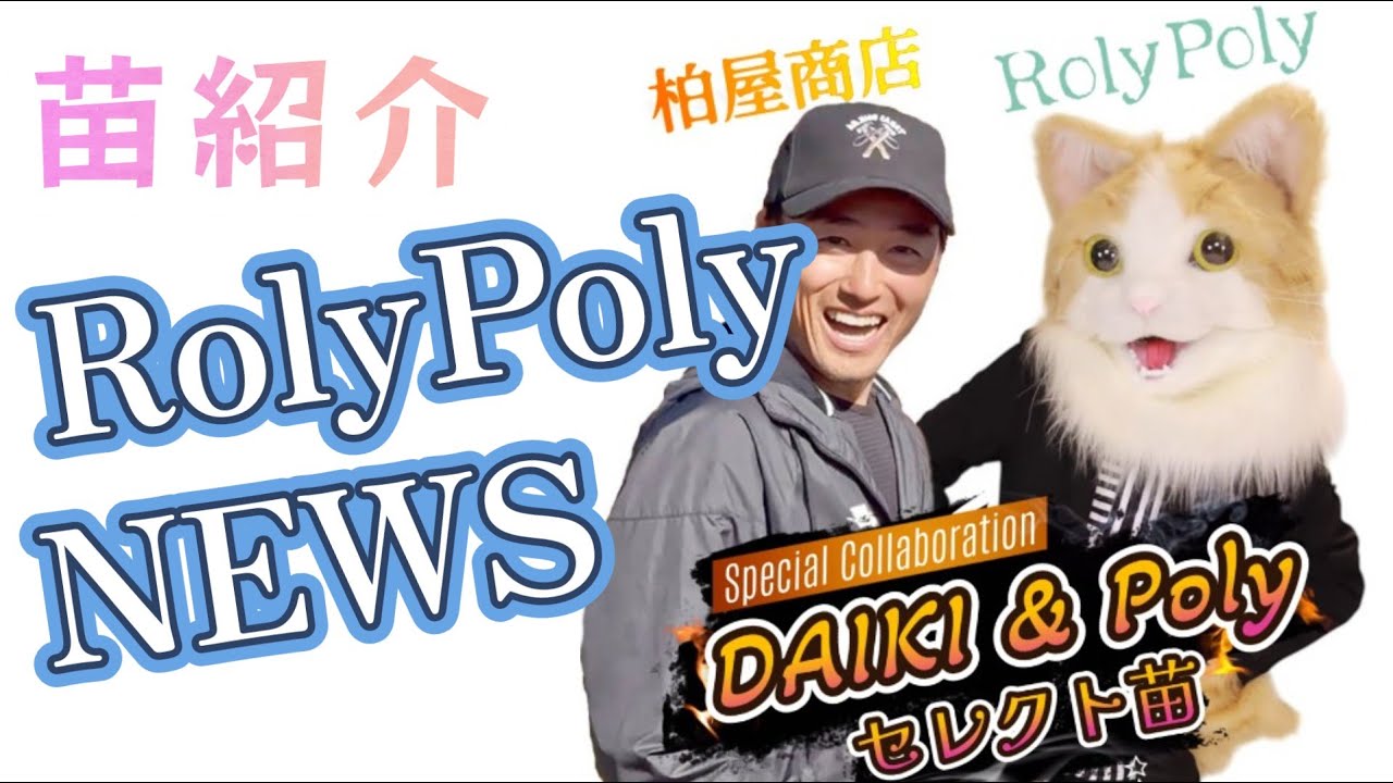【RolyPolyニュース】DAIKI & Polyセレクト苗販売決定!