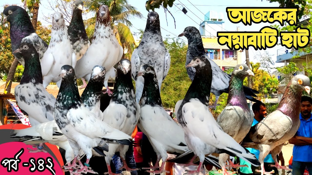নয়াবাটি কবুতর হাট খুলনা ২৭-২-২৬pigeon market in bangladesh,khulna pigeon market#নয়াবাটি কবুতরের হাট