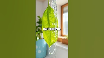 Demonstrating Photosynthesis with Leaf Starch Test