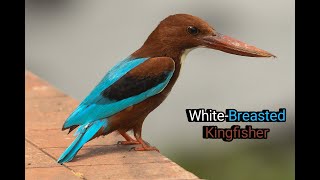White Breasted Kingfisher | किलकिला | Kingfisher Sound | Halcyon smyrnensis