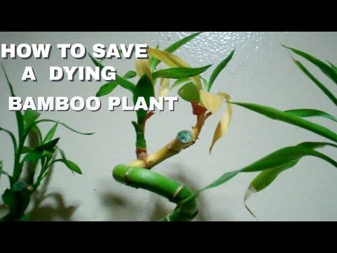 HOW TO SAVE A DYING BAMBOO PLANT