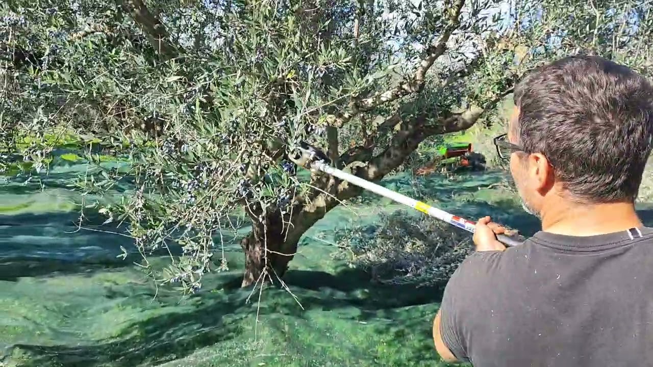 Μάθε σε 5' ότι μου πήρε εμένα 20 χρόνια (κλάδεμα κορωνεικης)